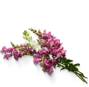flower-img