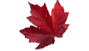 leaf-img