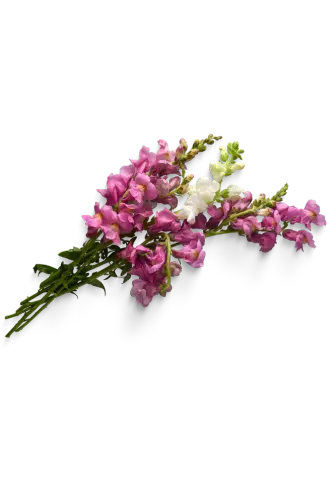 flower-img