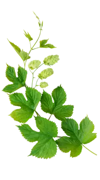 leaf-png